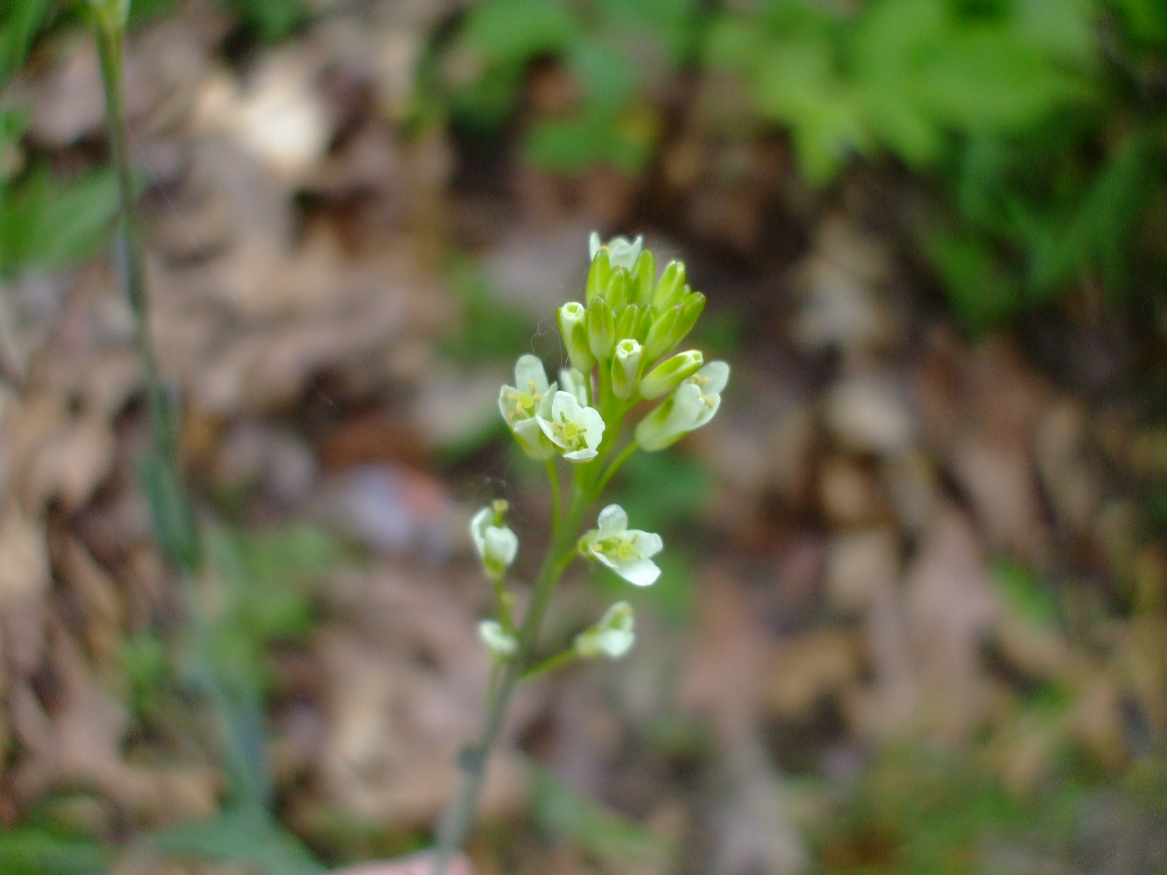 Arabis glabra